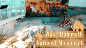 Read more about the article Field Trip to Waco Mammoth National Monument