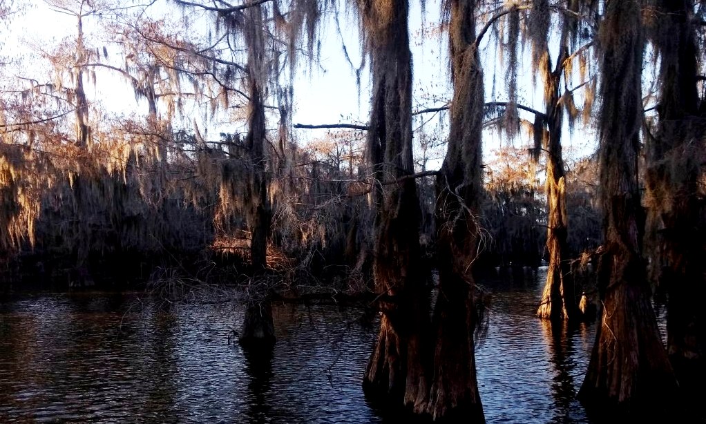 Read more about the article Field Trip to a Spooky Swamp at Caddo Lake State Park
