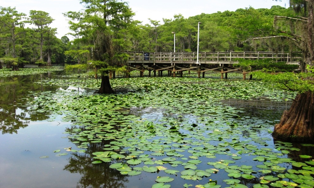 caddo lake alligator tours