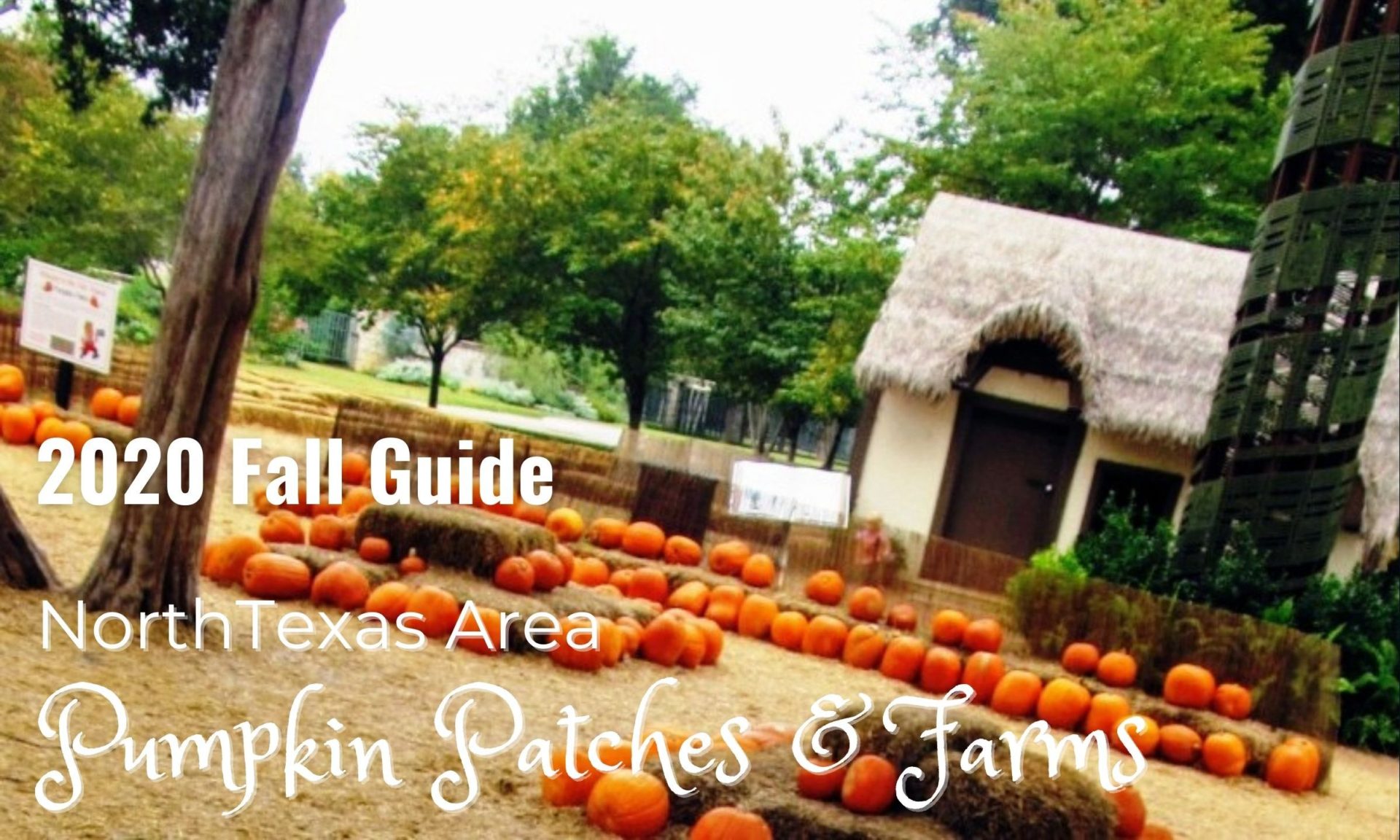 Read more about the article Pumpkin Patches & Farms – North Texas (Fall 2020)