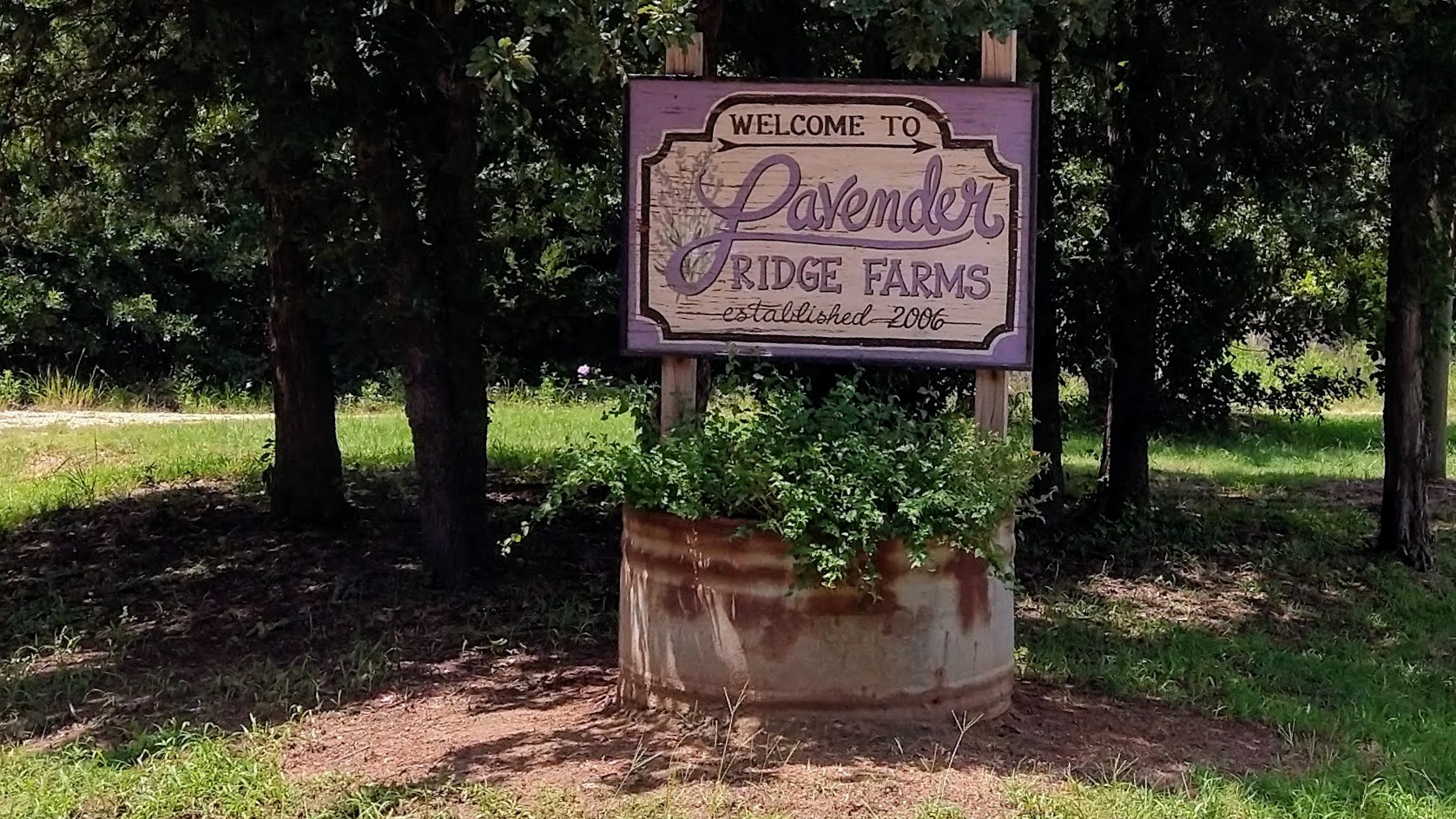 You are currently viewing Spend the Afternoon Relaxing at a Lavender Farm in North Texas