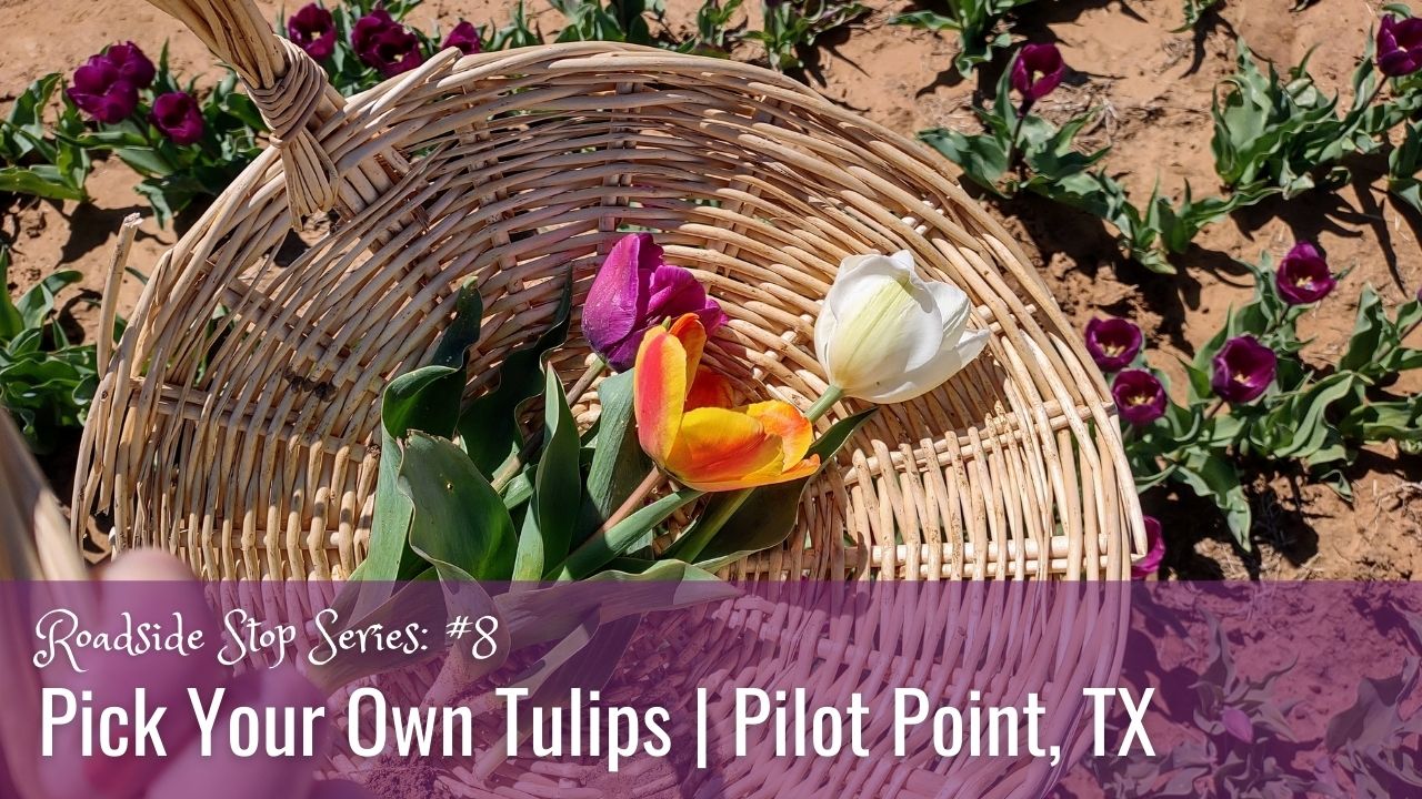 You are currently viewing Roadside Stop: Pick Your Own Tulip Farm in North Texas