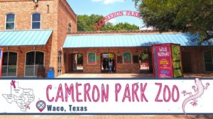 Read more about the article Waco Zoo Shows Off 52 Acres of Natural Habitats | Cameron Park Zoo