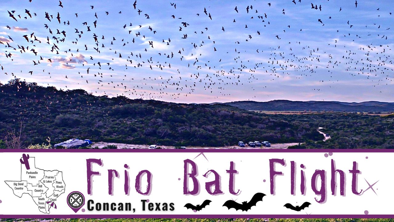 Read more about the article Epic Bat Flight Experience | Concan, TX
