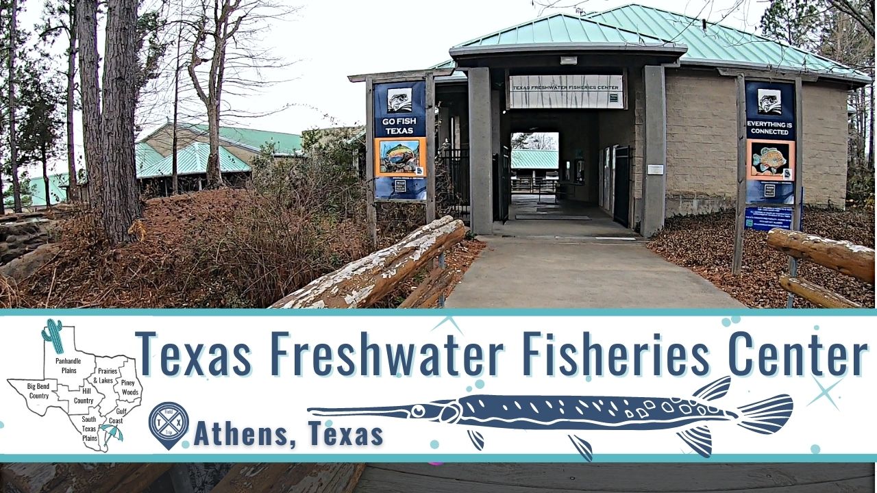 You are currently viewing Texas Fish Impress at the State’s Freshwater Fisheries Center | Athens, TX