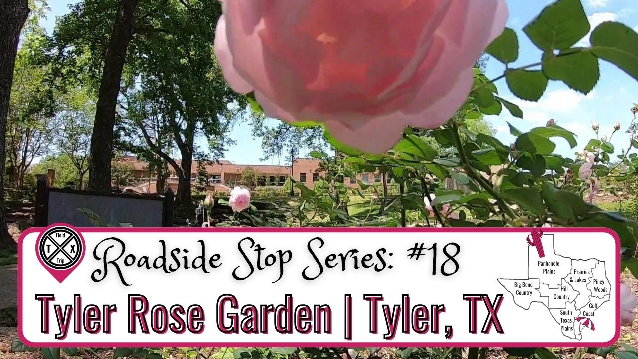 Read more about the article Be Inspired at this Famous Texas Rose Garden