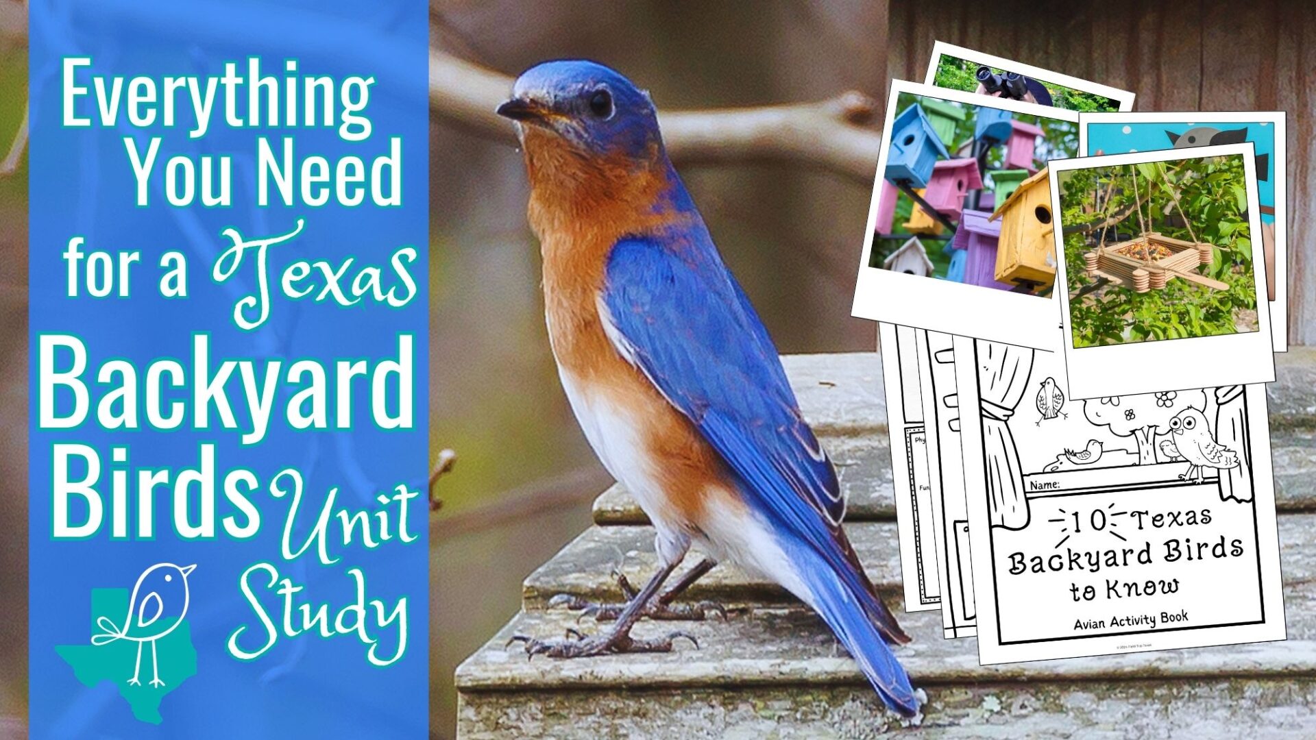 You are currently viewing Texas Backyard Birds Unit Study | Resource Round-Up