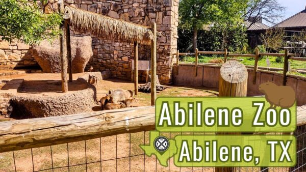 Explore the Family-Friendly Abilene Zoo in Texas - Field Trip Texas