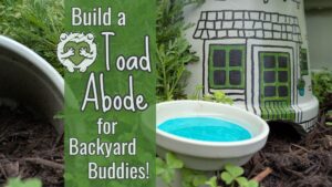 Read more about the article How to Make a Toad Abode: A Cozy Garden Shelter for Nature’s Bug-Eating Hero
