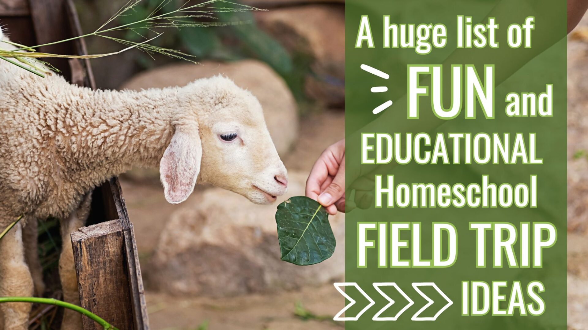 Read more about the article Homeschool Field Trips: Ideas and Destinations to Make Learning an Adventure!