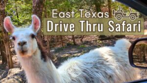 Read more about the article Rocky Ridge Drive-Thru Safari: A Wildlife Adventure in East Texas